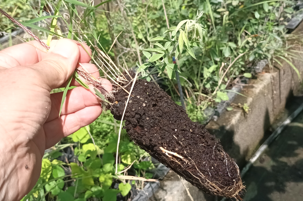 Wo man sich das Gärtnern ohne Wasser schon mal anschauen kann